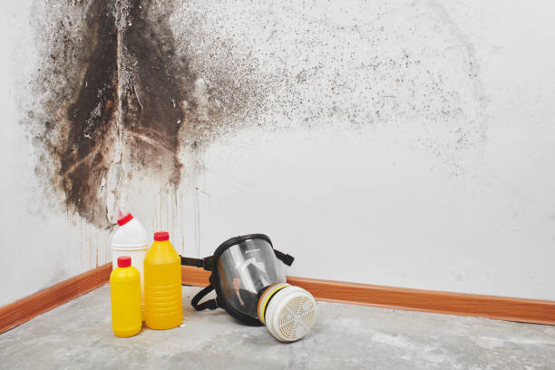 Best Mold Remediation for Specific Building Types in Troup, TX
