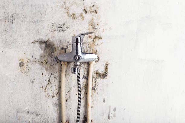 Best Preventive Mold Services in Troup, TX