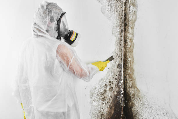 Best Residential Mold Remediation in Troup, TX