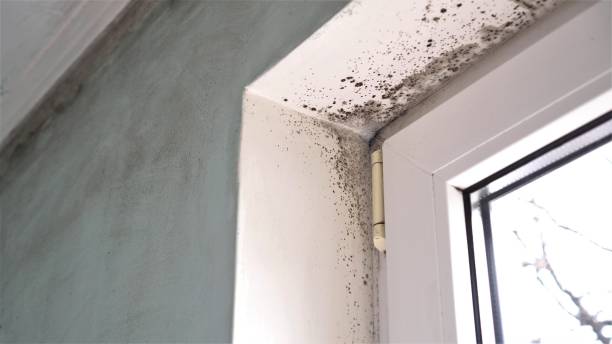 Best Post-Flood Mold Remediation in Troup, TX