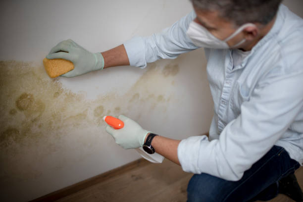 Best DIY Mold Remediation Support Services in Troup, TX