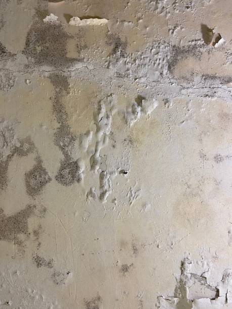 Best Mold Testing and Inspection Services in Troup, TX