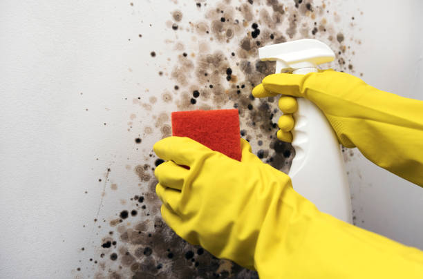 Best Commercial Mold Remediation in Troup, TX