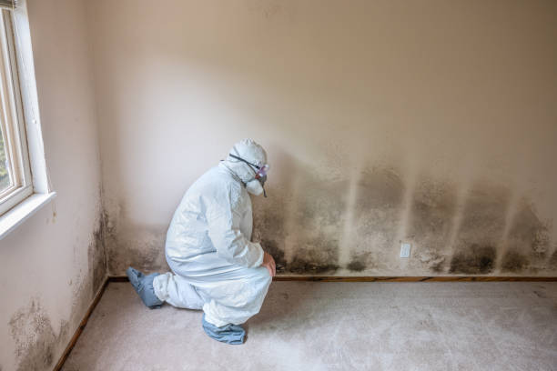 Best White Mold Remediation in Troup, TX