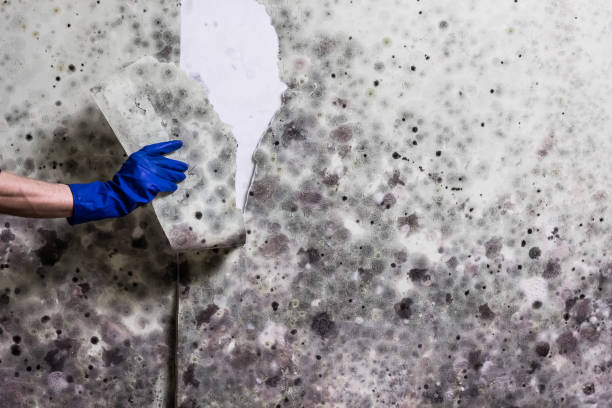 Best Crawl Space Mold Remediation in Troup, TX