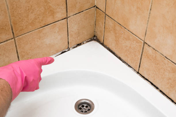 Best Basement Mold Remediation in Troup, TX